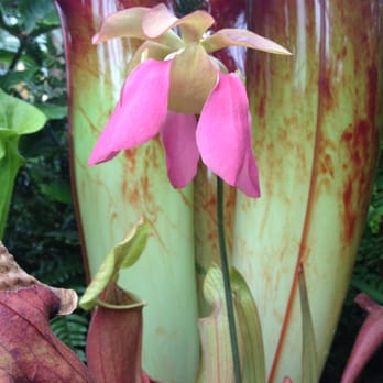 Volunteer Park Conservatory - Parks Near Me - Seattle, Washington