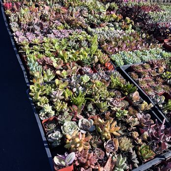 Terra Bella Nursery - Nurseries & Gardening Near Me - San Diego, California Terra Bella Nursery - Nurseries & Gardening Near Me - San Diego, California