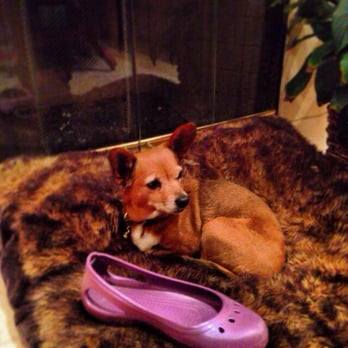 Pawtopia - Copper - Pet Training Near Me - San Diego, California