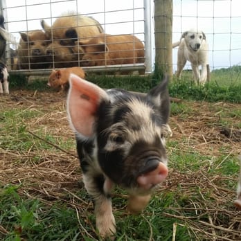 Hog on the range - An andrew awakino boar, with some hungry onlookers. - Pet Stores Near Me - Florence, Alabama