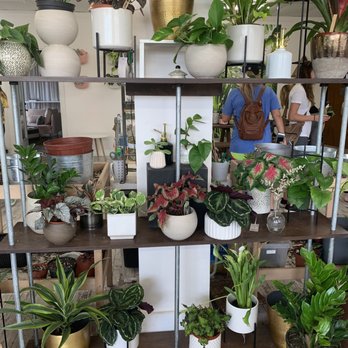 Succulent Native - Nurseries & Gardening Near Me - Austin, Texas