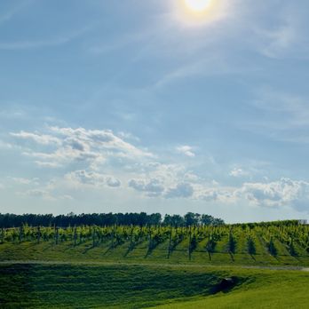 Mountain Brook Vineyards - Wineries Near Me - Tryon, North Carolina Mountain Brook Vineyards - Wineries Near Me - Tryon, North Carolina