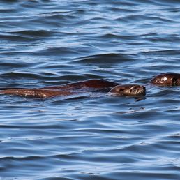 Otters (Mom and pup) in Klopp Lake