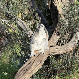 Lemur Lemur