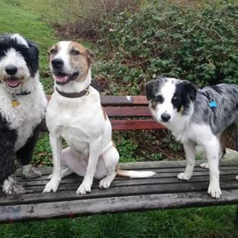 Biscuits Pet Services - Penny, Lemmy and Roshi sitting pretty! - Dog Walkers Near Me Biscuits Pet Services - Penny, Lemmy and Roshi sitting pretty! - Dog Walkers Near Me
