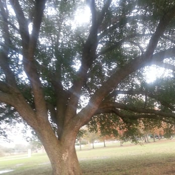 Dow Park - Large tree - Tennis Near Me - Houston, Texas Dow Park - Large tree - Tennis Near Me - Houston, Texas