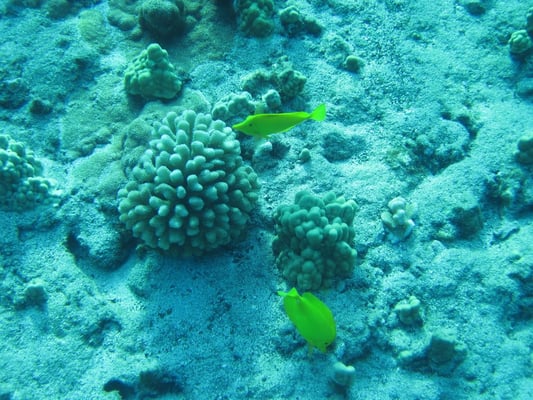 Molokini Crater by null
