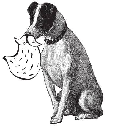 A Bearded Guy Dog Walking - pet boarding facility in Seattle, WA
