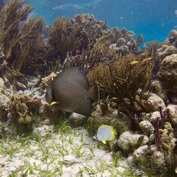 Diving Xcalak