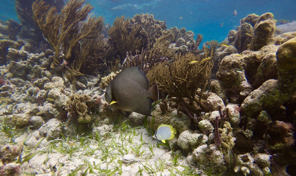 DIVING XCALAK Xcalak, Quintana Roo, Mexico Scuba Diving Phone Number Yelp