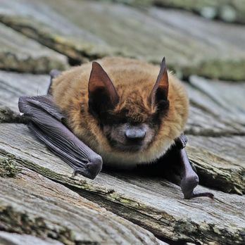 Solidified Pest Control - Bat on roof. - Pest Control Near Me - Livonia, Michigan Solidified Pest Control - Bat on roof. - Pest Control Near Me - Livonia, Michigan