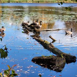 Bull Pond Preserve - Geese and turtles basking