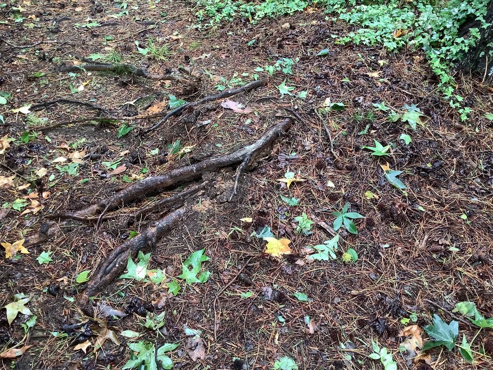 J D Mills Expert Tree Service - tree service in High Point, NC