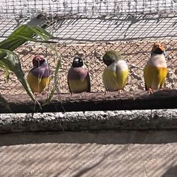 Cape Coral Dental Center - Small exotic birds