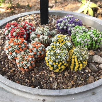 Mitchell Park Domes - Festive fake colored cactus. Watered with colored dyes - who knew? - Parks Near Me - Milwaukee, Wisconsin