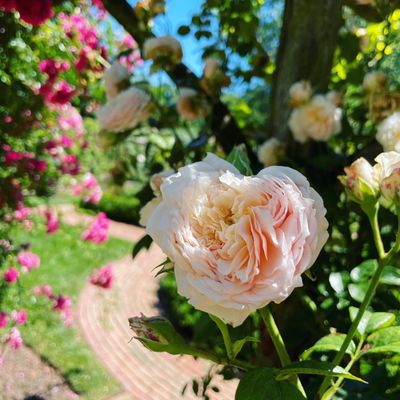 Old Westbury Gardens by null