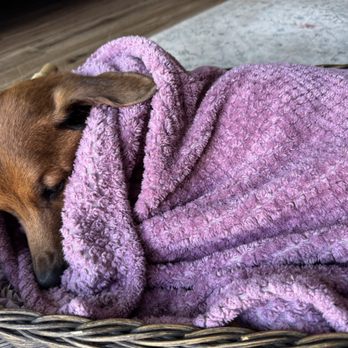 La Fin Veterinary - Pet Cremation Services Near Me La Fin Veterinary - Pet Cremation Services Near Me