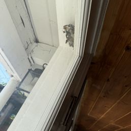 Wasp nest before Wasp nest before