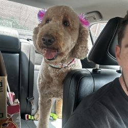 Shampoodles Pet Grooming