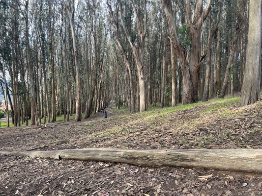 Andy Goldsworthy's Wood Line by null