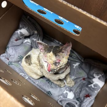 Pet Urgent Care - Burned kitten - Veterinarians Near Me - Phoenix, Arizona Pet Urgent Care - Burned kitten - Veterinarians Near Me - Phoenix, Arizona