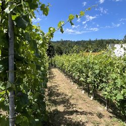 Abbe Vineyard Winery