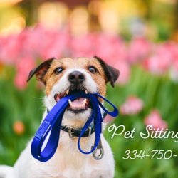 Pet Sitting Plus - Pets