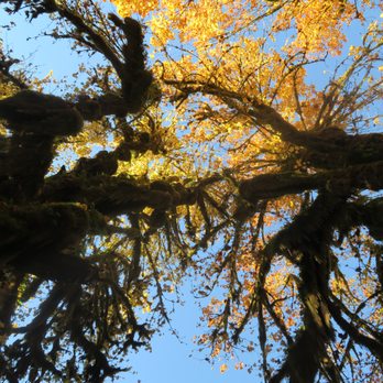 Hoh Rainforest - Hiking Near Me - Forks, Washington Hoh Rainforest - Hiking Near Me - Forks, Washington