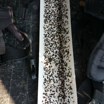 ABV Pests, Windows, & More - Does your restaurant or business have too many flies? - Window Washing Near Me - Kennewick, Washington ABV Pests, Windows, & More - Does your restaurant or business have too many flies? - Window Washing Near Me - Kennewick, Washington
