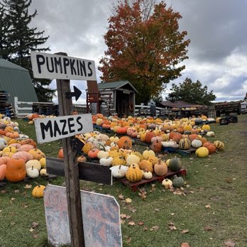 TIM’S PUMPKIN PATCH - Updated October 2025 - 105 Photos & 39 Reviews ...