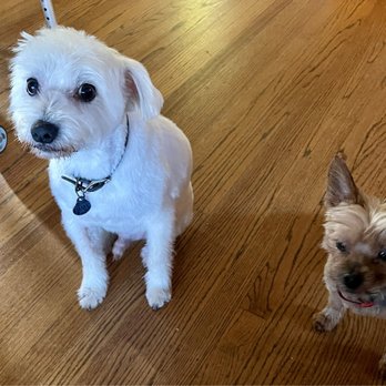 Groomed By An Angell - Our doggies - Pet Groomers Near Me - San Leandro, California Groomed By An Angell - Our doggies - Pet Groomers Near Me - San Leandro, California