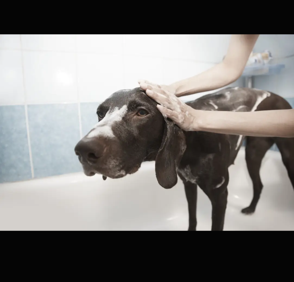 GROOMING AT THE COTTAGES Springfield, Arkansas Pet Groomers Phone Number Yelp
