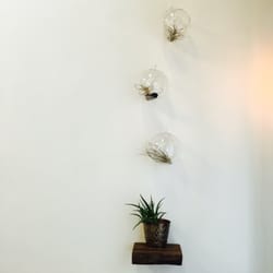 Holly Cline Skincare - Air cleaning plants!