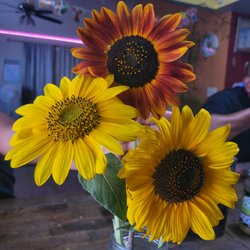 Maggi Rojas, CMT - On my spare time, I grow sunflowers!