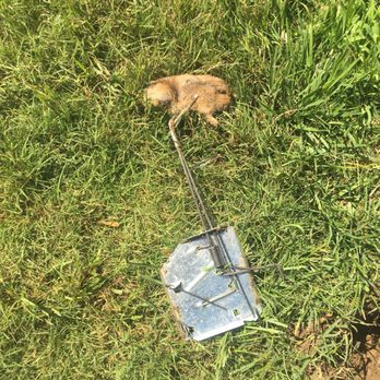 Gopher Patrol - That's the little bastard. Maybe Gopher Patrol should set the bar higher and hire Bill Murray from Caddy Shack! - Pest Control Near Me - Riverside, California Gopher Patrol - That's the little bastard. Maybe Gopher Patrol should set the bar higher and hire Bill Murray from Caddy Shack! - Pest Control Near Me - Riverside, California