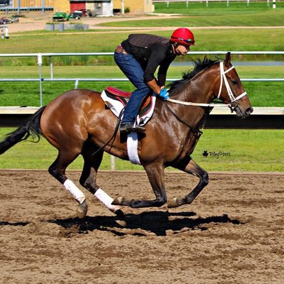 Canterbury Park by null