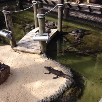 Congo River Golf - Mini Golf Near Me - Clearwater, Florida Congo River Golf - Mini Golf Near Me - Clearwater, Florida