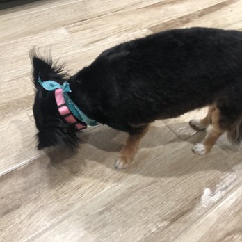 Poshy Paws - After groom - Pet Groomers Near Me Poshy Paws - After groom - Pet Groomers Near Me