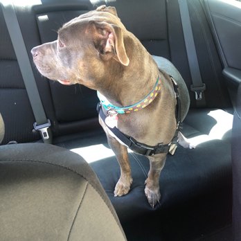PetSmart - sweetie bear - Pet Stores Near Me - Estero, Florida PetSmart - sweetie bear - Pet Stores Near Me - Estero, Florida