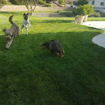 Ruff Pups - Marley, Georgia and Shelby having a play date after a great lesson. - Pet Training Near Me Ruff Pups - Marley, Georgia and Shelby having a play date after a great lesson. - Pet Training Near Me