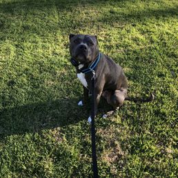 Not moving out of his sit command at a busy park-looking right at me waiting for his next command. :)