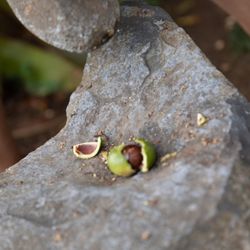 Kula Botanical Gardens - Macadamia Nut Cracking