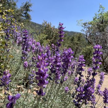 Ernie Maxwell Scenic Trail - Lupine on the trail - Hiking Near Me