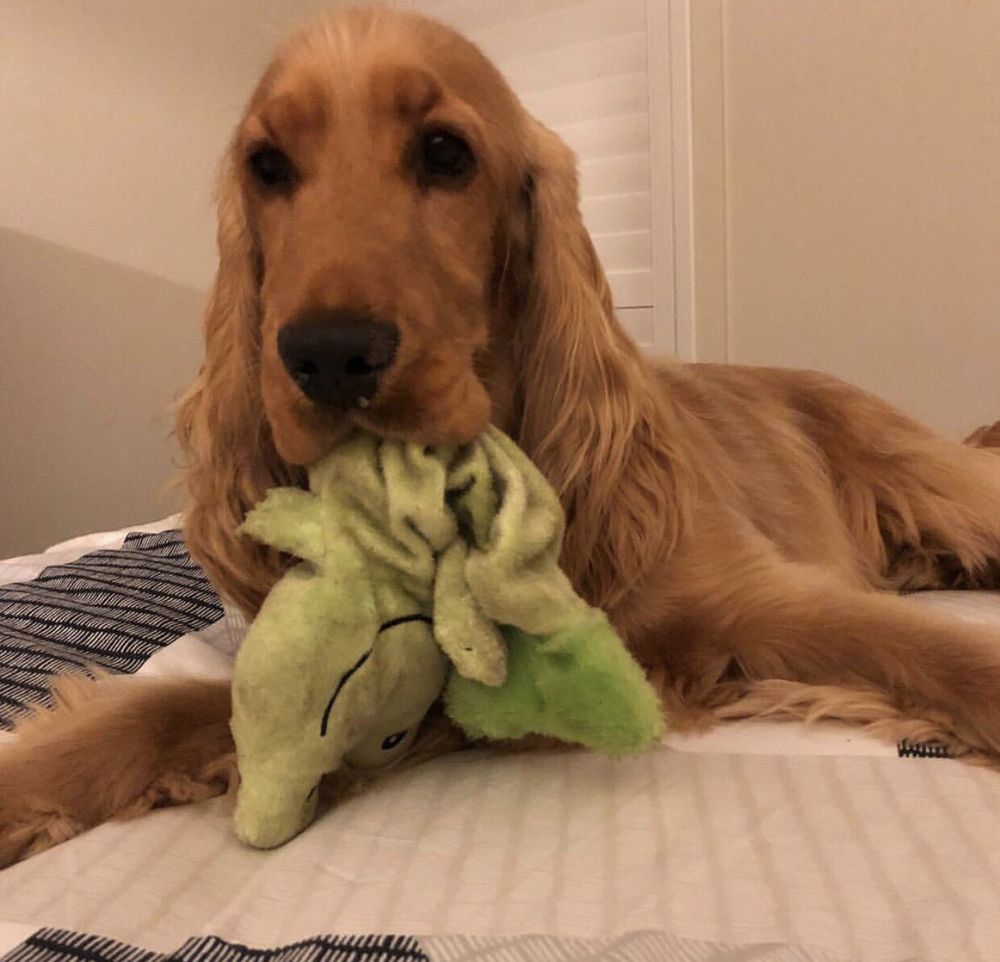 Clarence Pet Grooming