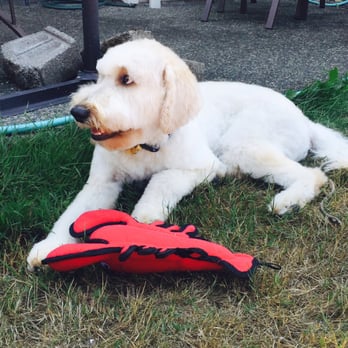 Good Karma Dog Spa - Loves his lobster toy from there as well! - Pet Groomers Near Me - Duvall, Washington Good Karma Dog Spa - Loves his lobster toy from there as well! - Pet Groomers Near Me - Duvall, Washington