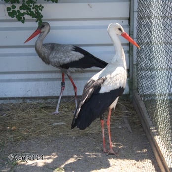 Storchenhof Loburg - Verletzte Störche ... - Zoos Near Me - Loburg, ST