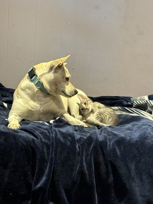 Cypresswood Animal Clinic