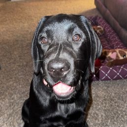 Meet Vader.