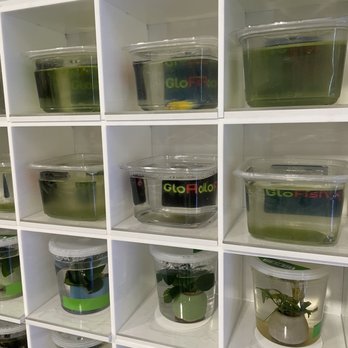 PetSmart - Neglected fish :( - Pet Training Near Me - Scottsdale, Arizona
