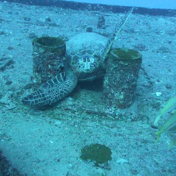 Hawaiian Diving Adventures - Scuba Diving Near Me - Honolulu, Hawaii